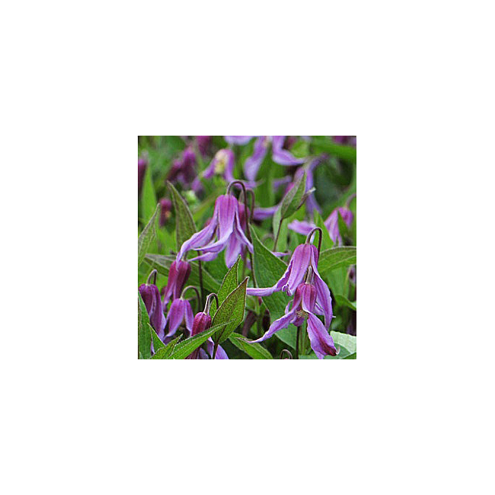 Клематис Ханаджима гр. обр.3 P9 1шт /Clematis Hanajima