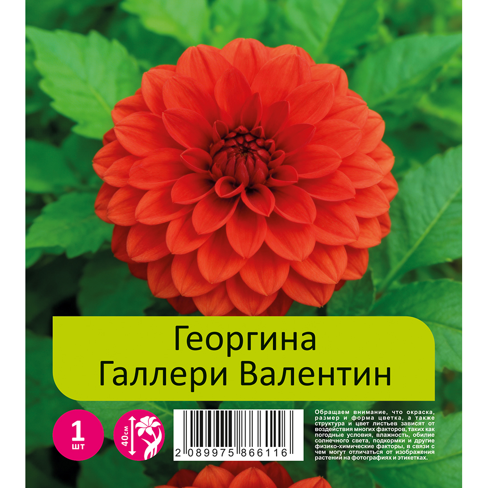 Георгина Галлери Валентин 1шт / Dahlia Gallery Valentin