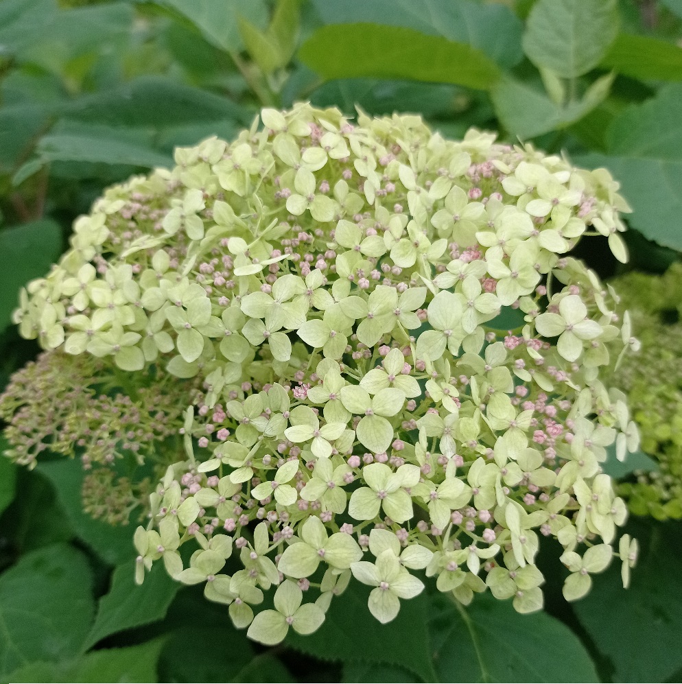 Гортензия древовидная Лайм Рики С5 H40-60 1шт/Hydrangea arborescens LIME RICKEY
