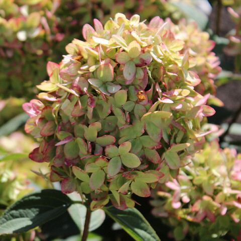 Гортензия метельчатая Грин Лайт 1шт.