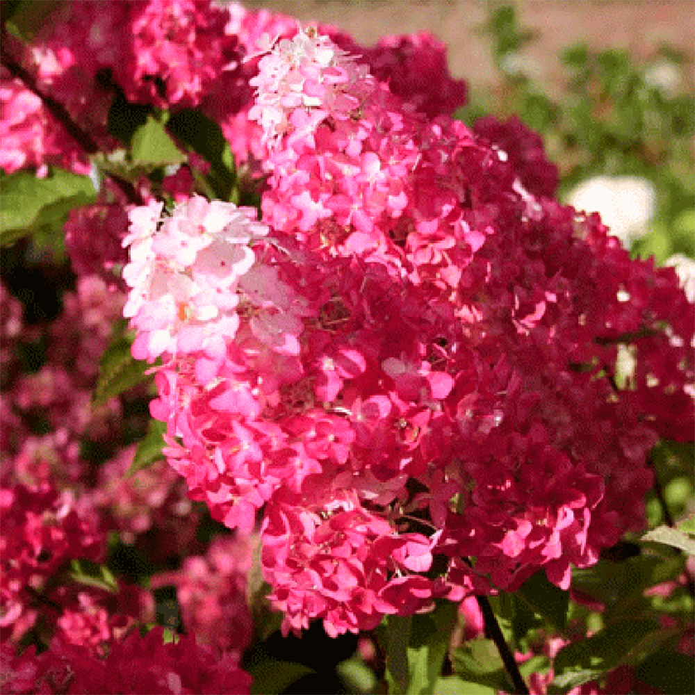Гортензия метельчатая Фрамбойзен(Самарская Лидия) С5.0  1шт/Hydrangea paniculata Framboisine® Samara Lydia