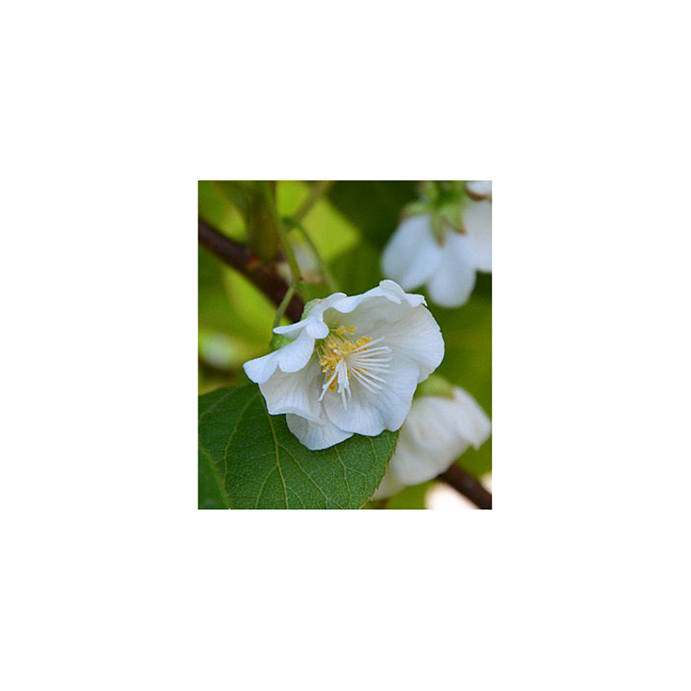 Актинидия коломикта Витакола Р9 1шт /Actinidia kolomikta Vitakola