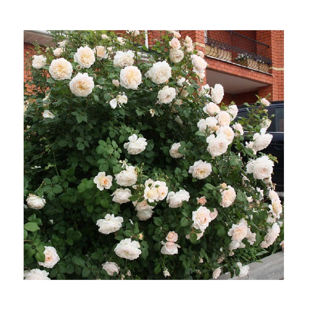 Роза английская Транквилити 1шт  /12