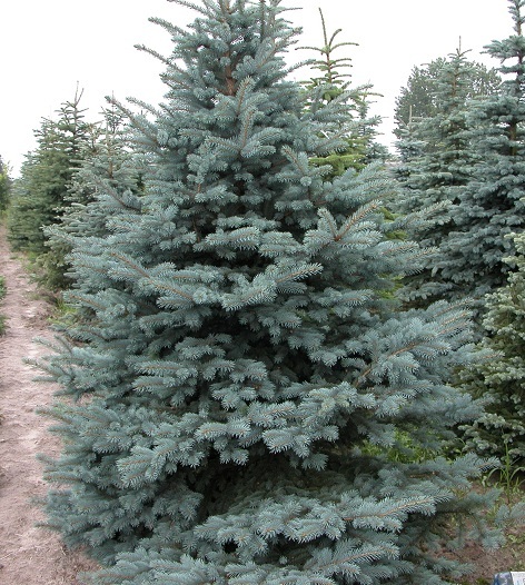 Ель колючая Омега С3 (20-30) 1шт/Picea pungens Omega