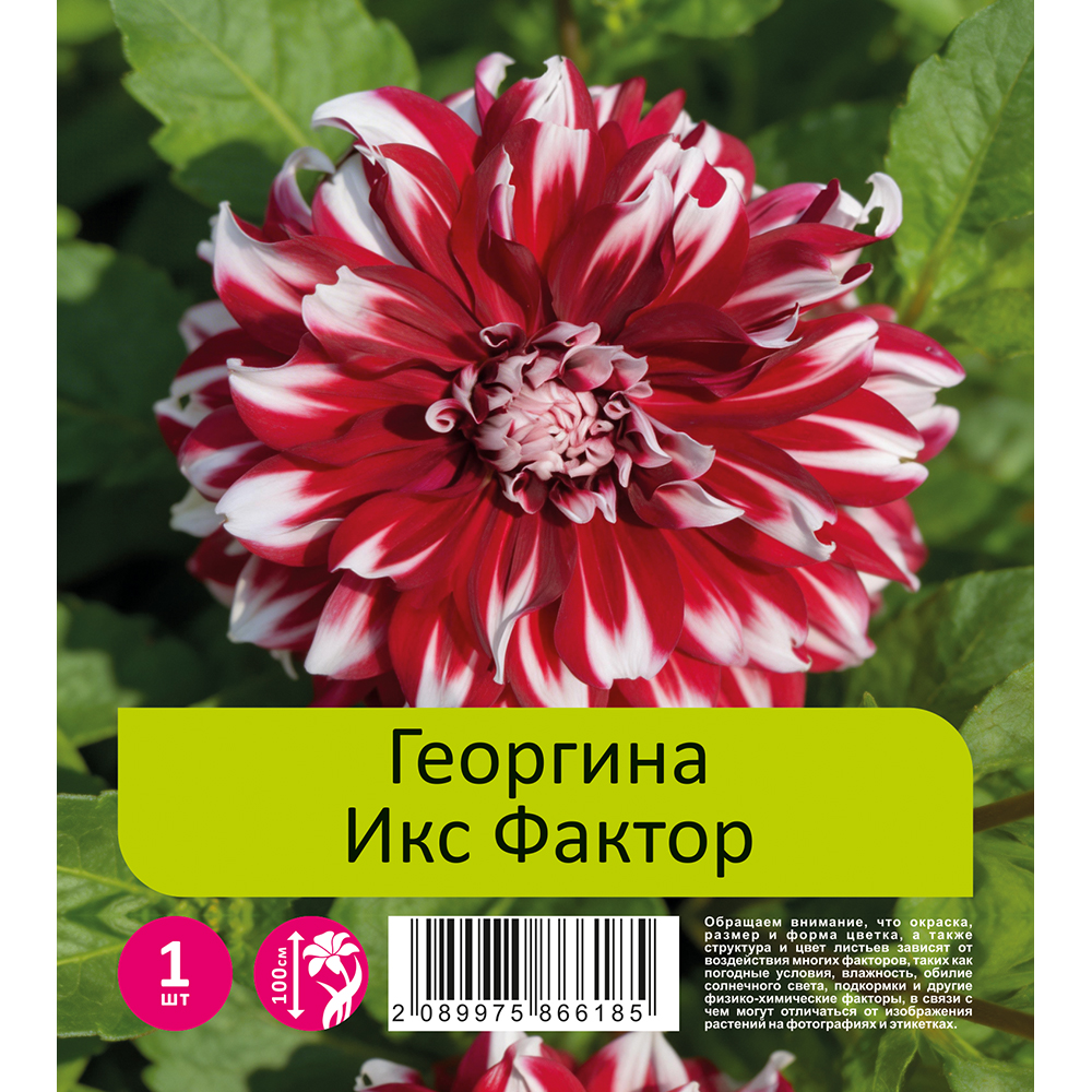 Георгина Икс Фактор 1шт/Dahlia Х Factor 