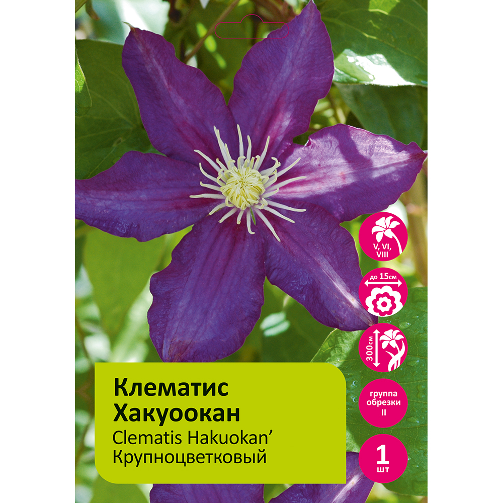 Клематис Хакуоокан 1шт гр.обрезки 2 / Clematis Hakuookan