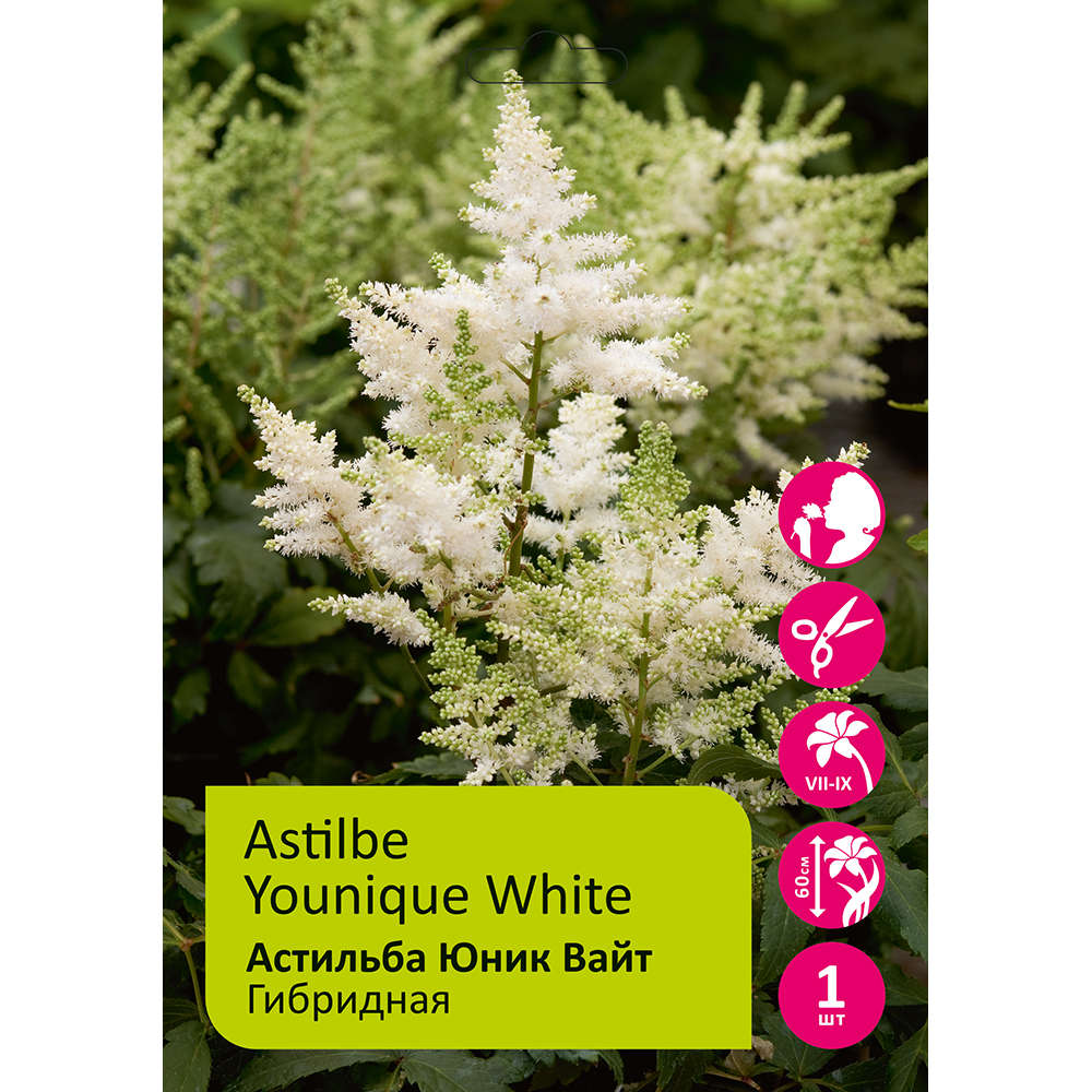Астильба Юник Вайт 1шт 2/3 /Astilbe Younique White