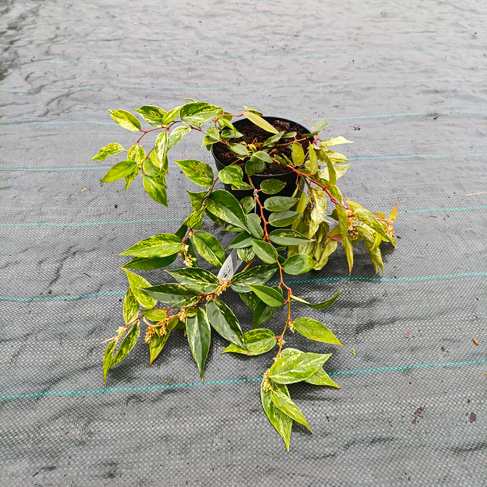 Леукотое фонтанезиана Рейнбоу 1шт С2 /Leucothoe fontanesiana Rainbow