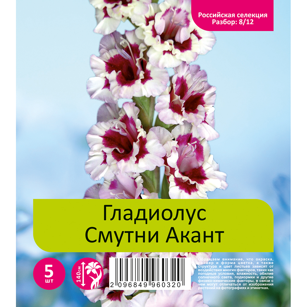 Гладиолус Смутни Акант 5шт  (разбор 8/12) 