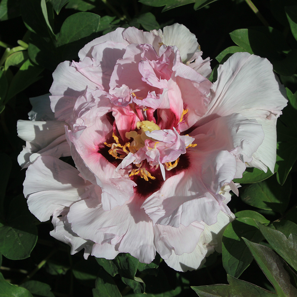 Пион древовидный Императорская гордость Востока 1шт/Paeonia Jing Rong Dong Bian (Цзин Ронг Донг Биан)