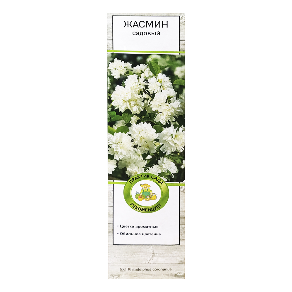 Жасмин/чубушник Снежки 1шт 