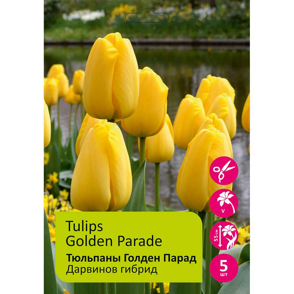 Тюльпаны Голден Парад 5шт Дарвинов гибрид 12/+/Tulip Golden Parade