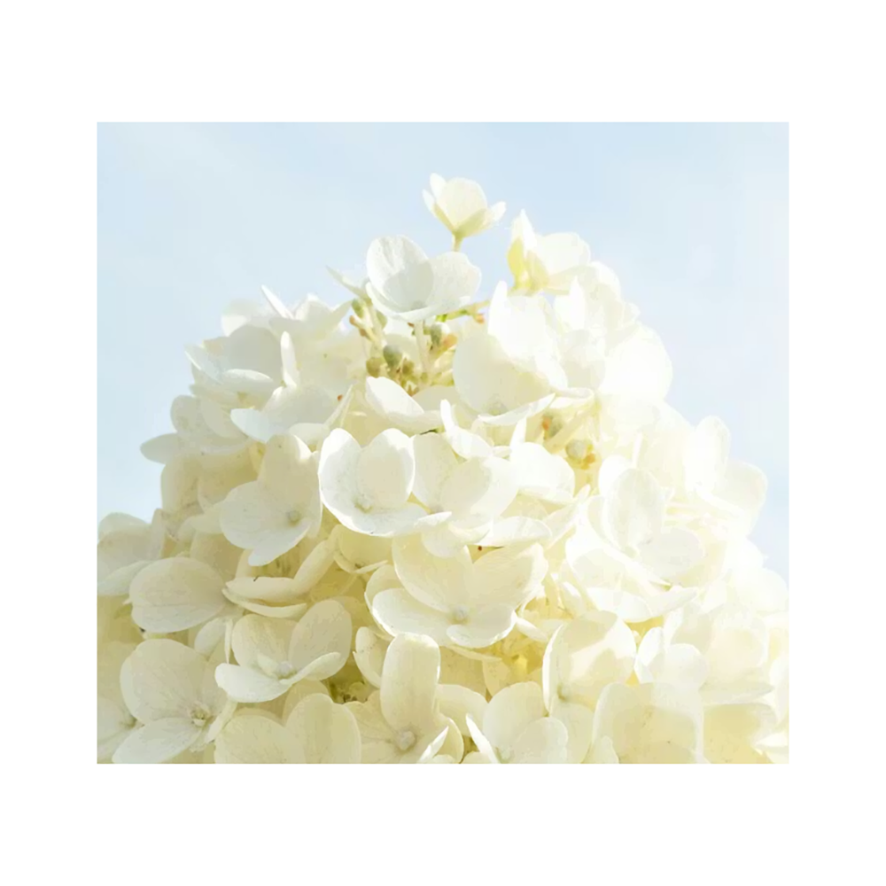 Гортензия метельчатая Вайт Даймондс С5 1шт/Hydrangea paniculata WHITE DIAMONDS