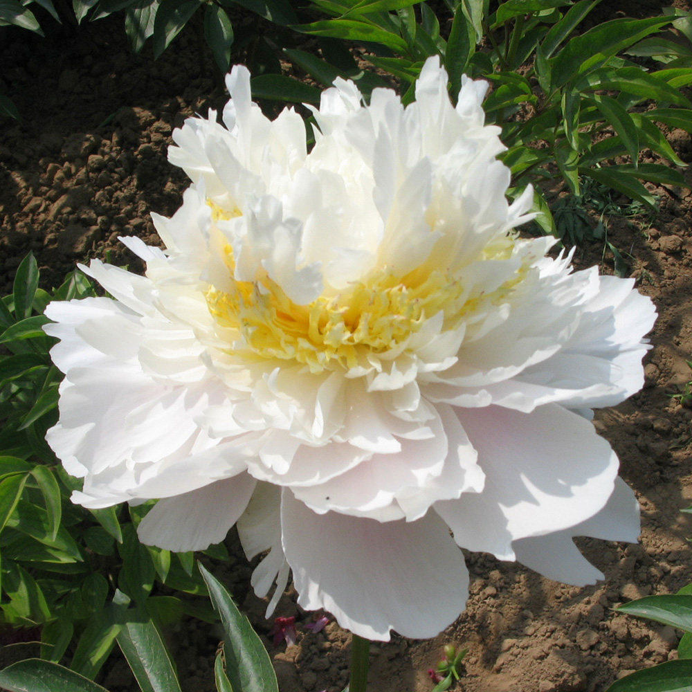 Пион молочноцветковый Золотой ореол 1шт/Paeonia Jin Dai Wei (Цзынь Дай Вэй)