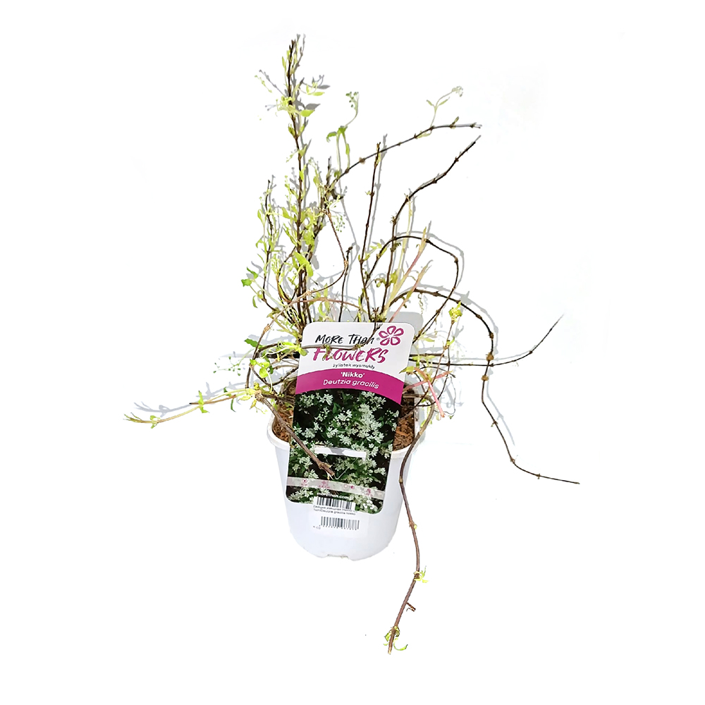 Дейция изящная Никко С2  1шт/Deutzia gracilis Nikko