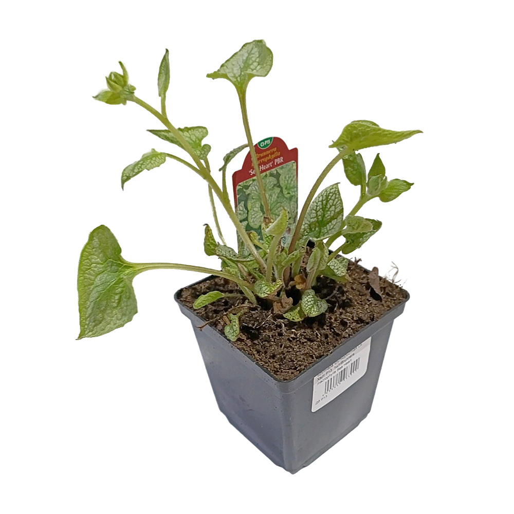 Бруннера крупнолистная Си Харт Р13  1шт/Brunnera macrophylla Sea Heart