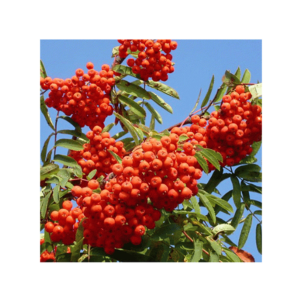 Рябина обыкновенная Фастигиата С20 (140-160) 1шт/Sorbus aucuparia Fastigiata
