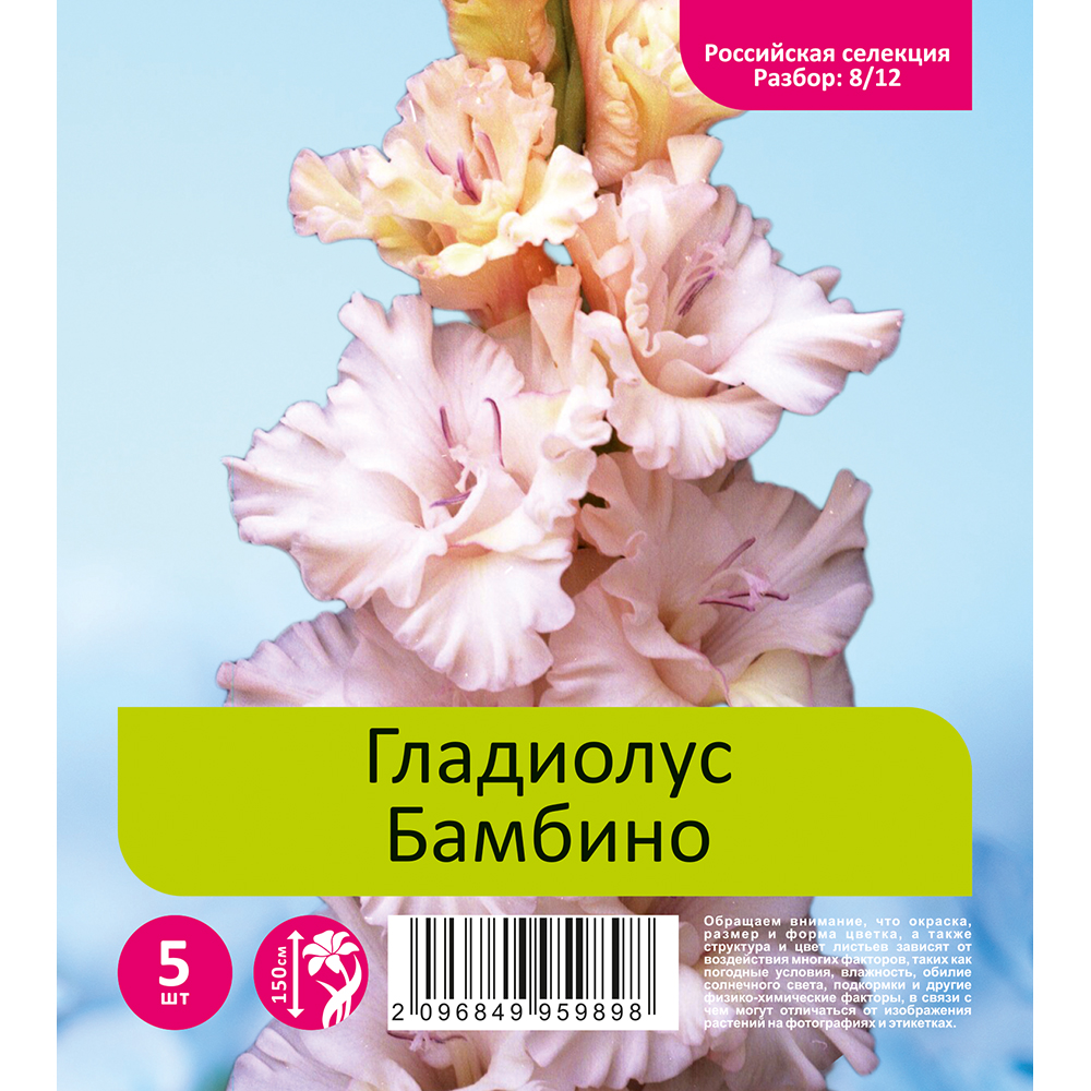 Гладиолус Бамбино 5шт (разбор 8/12)