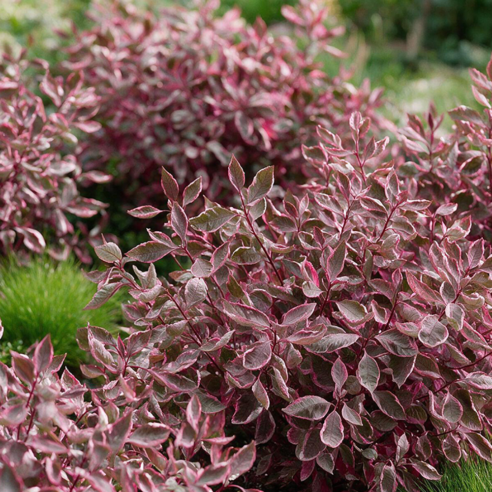 Дерен белый Миракл Верпален С5 1шт/Cornus alba MIRACLE Verpaalen02