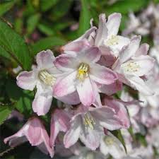 Дейция пурпурная Калмифлора С5  1шт/Deutzia purpurescens Kalmiiflora
