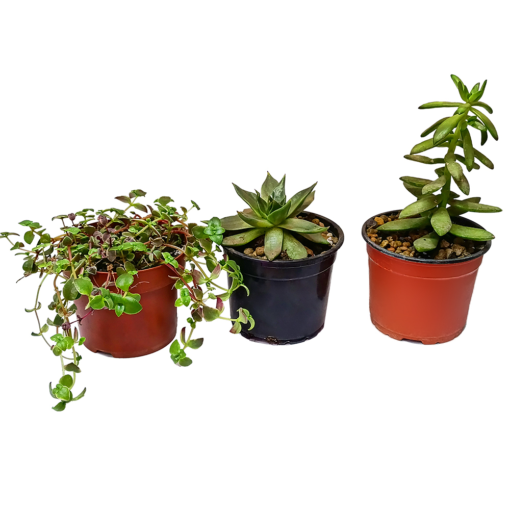 Суккуленты микс в горшке диаметром 13см, в ассортименте/ 1шт