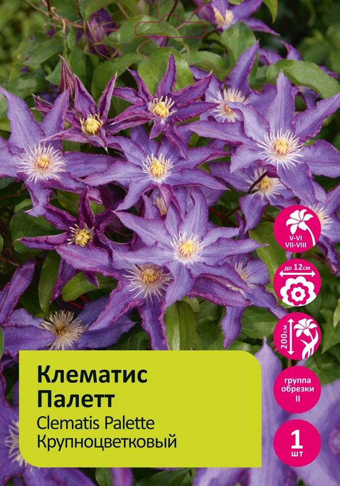 Клематис Палетт  1шт  гр.обрезки 2