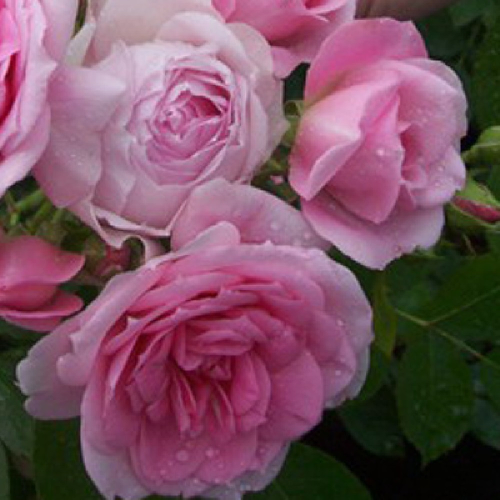 Роза канадская Прайри Джой, парковая  1шт