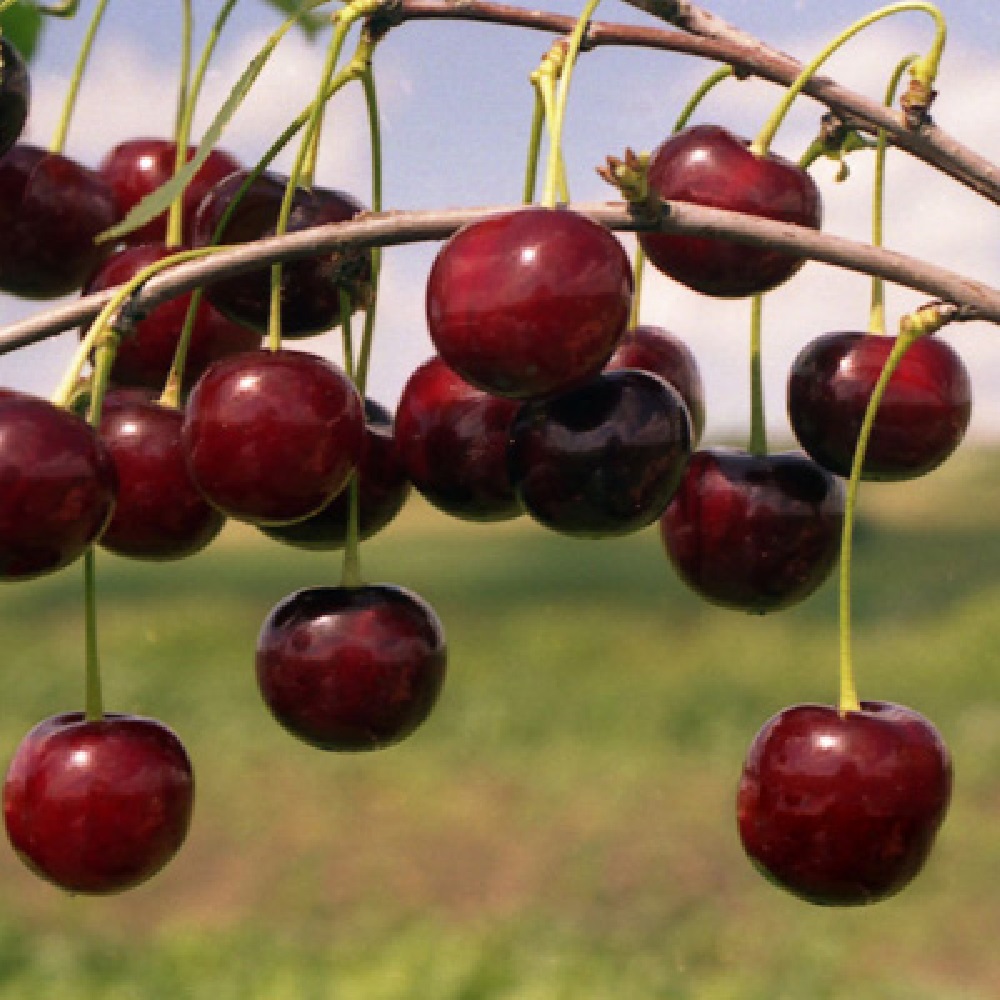 Вишня Десертная Морозовой (подвой клоновый, Измайловский) (в сетке) 1шт.