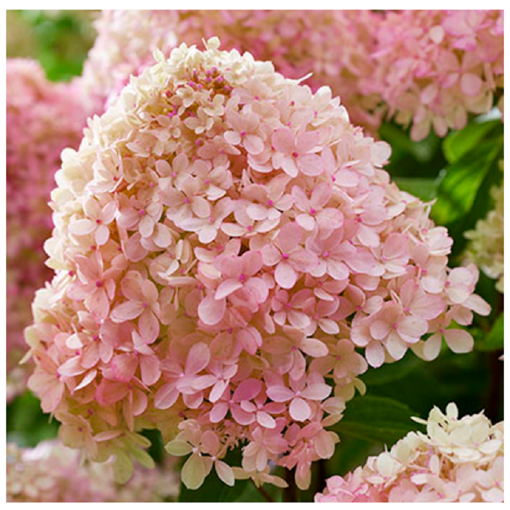 Гортензия метельчатая Литтл Лав 1шт (серия ПАТИО) 