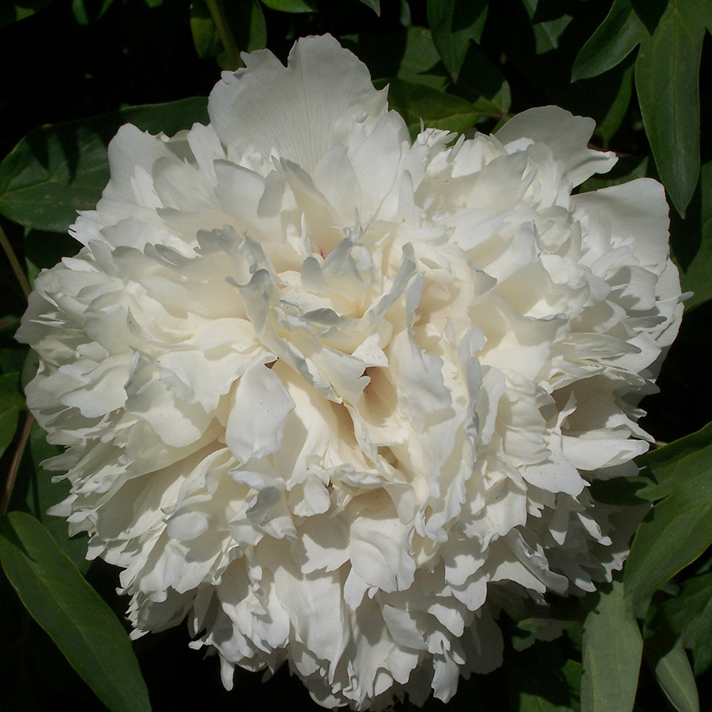 Пион древовидный Даосская Принцесса 1шт/Paeonia Jing He Gui (Цзин Хэ Гуй)