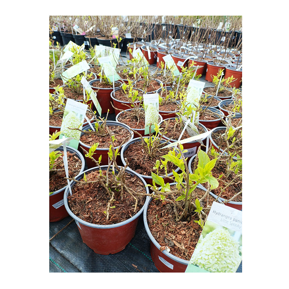 Гортензия метельчатая Литтл Спуки С3 1шт/Hydrangea paniculata LITTLE SPOOKY