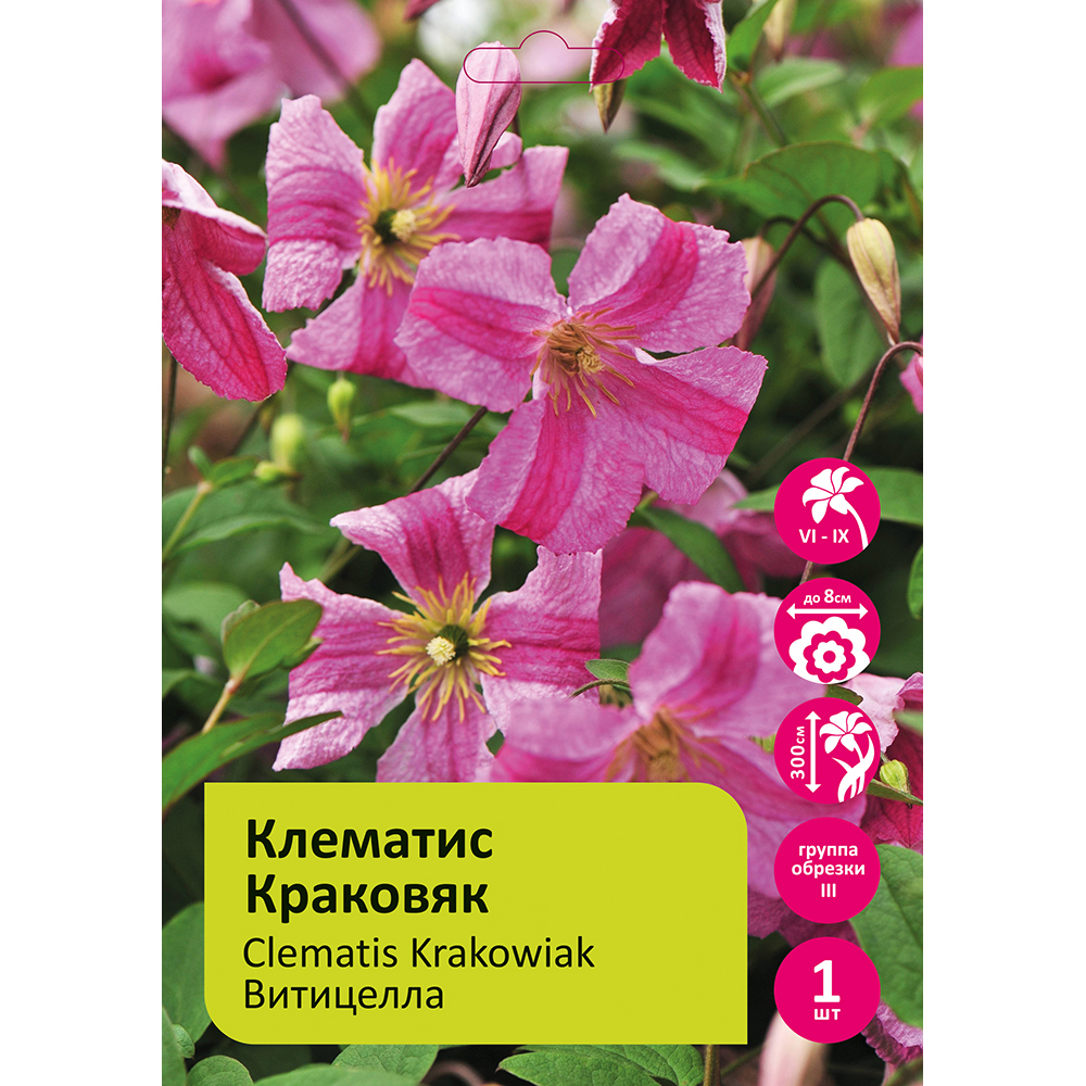 Клематис Краковяк 1шт гр.обрезки 3 / Clematis Krakowiak 