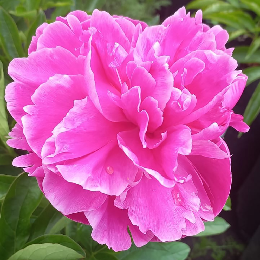 Пион молочноцветковый Розелла 1шт 3/5 /Paeonia Rozella