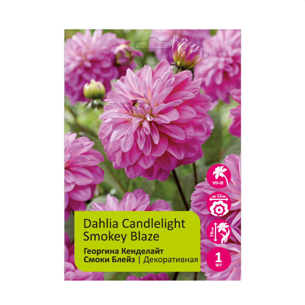 Георгина Кенделайт Смоки Блейз (Кенделлайт Смоки Блейз) 1шт/Dahlia Candlelight Smokey Blaze