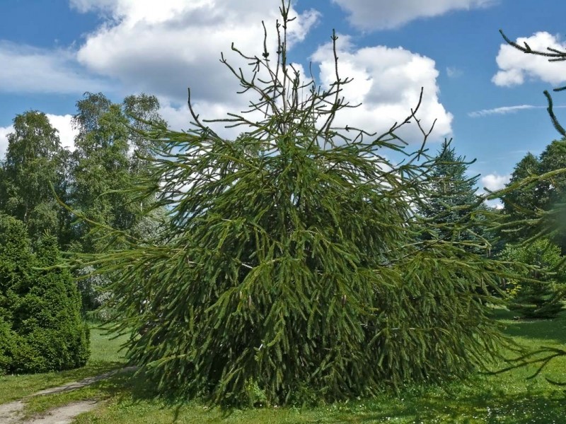Ель обыкновенная Виргата С3 1шт/Picea abies Virgata