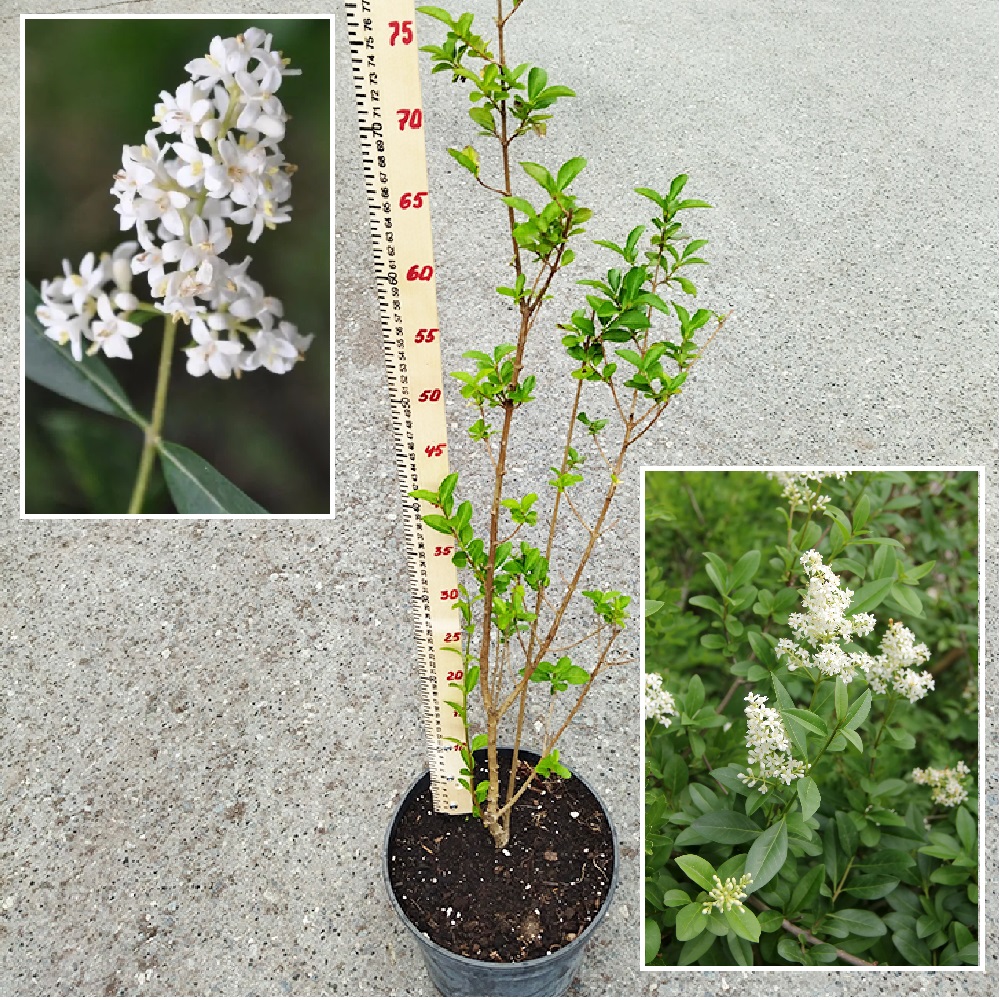 Бирючина овальнолистная С5  1шт /Ligustrum ovalifolium