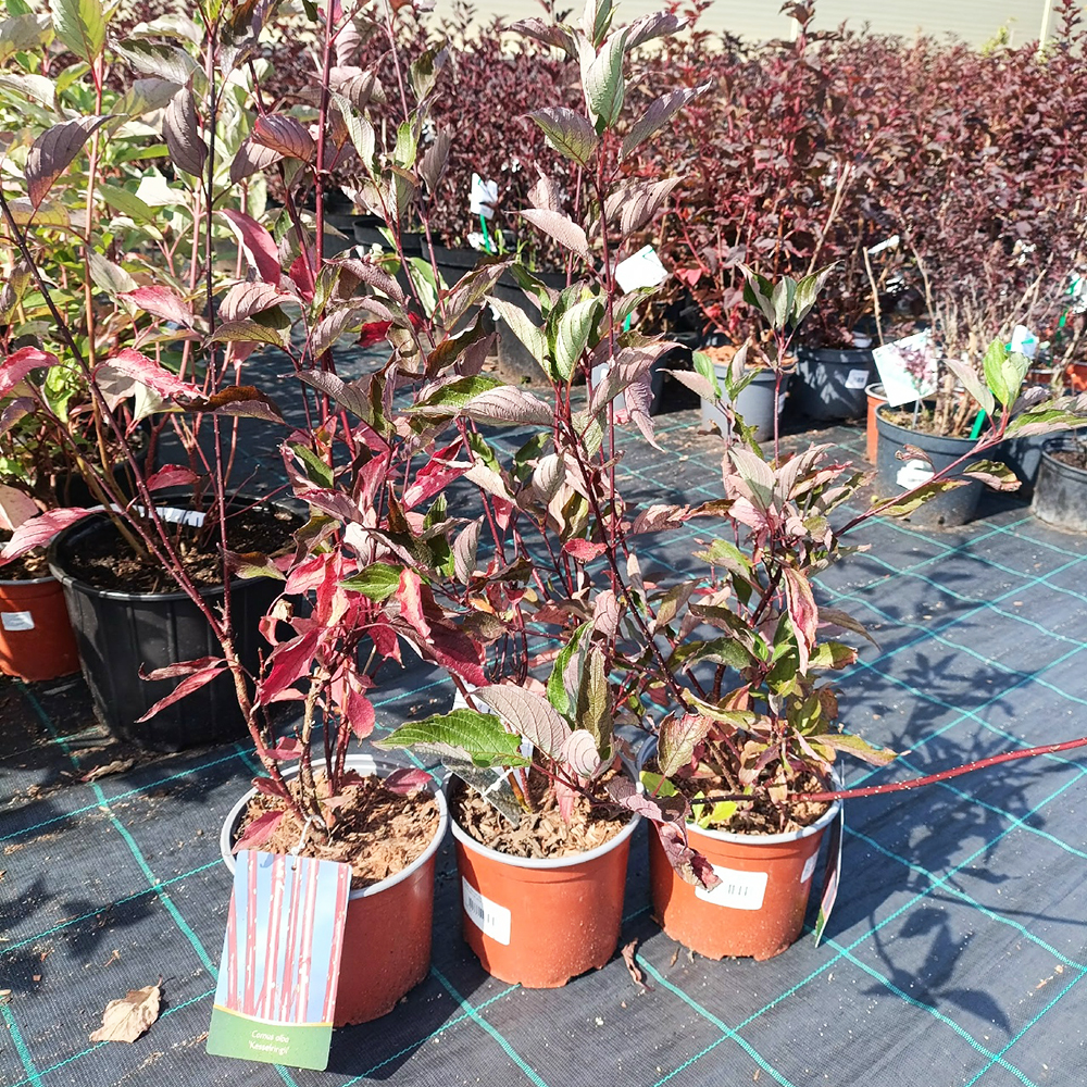Дерен белый Кессельринги С3 1шт/Cornus alba Kesselringii