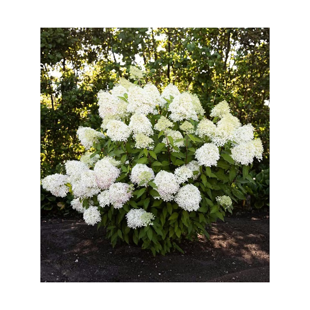 Гортензия метельчатая Бэби Лэйс С3 1шт/Hydrangea paniculata BABY LACE