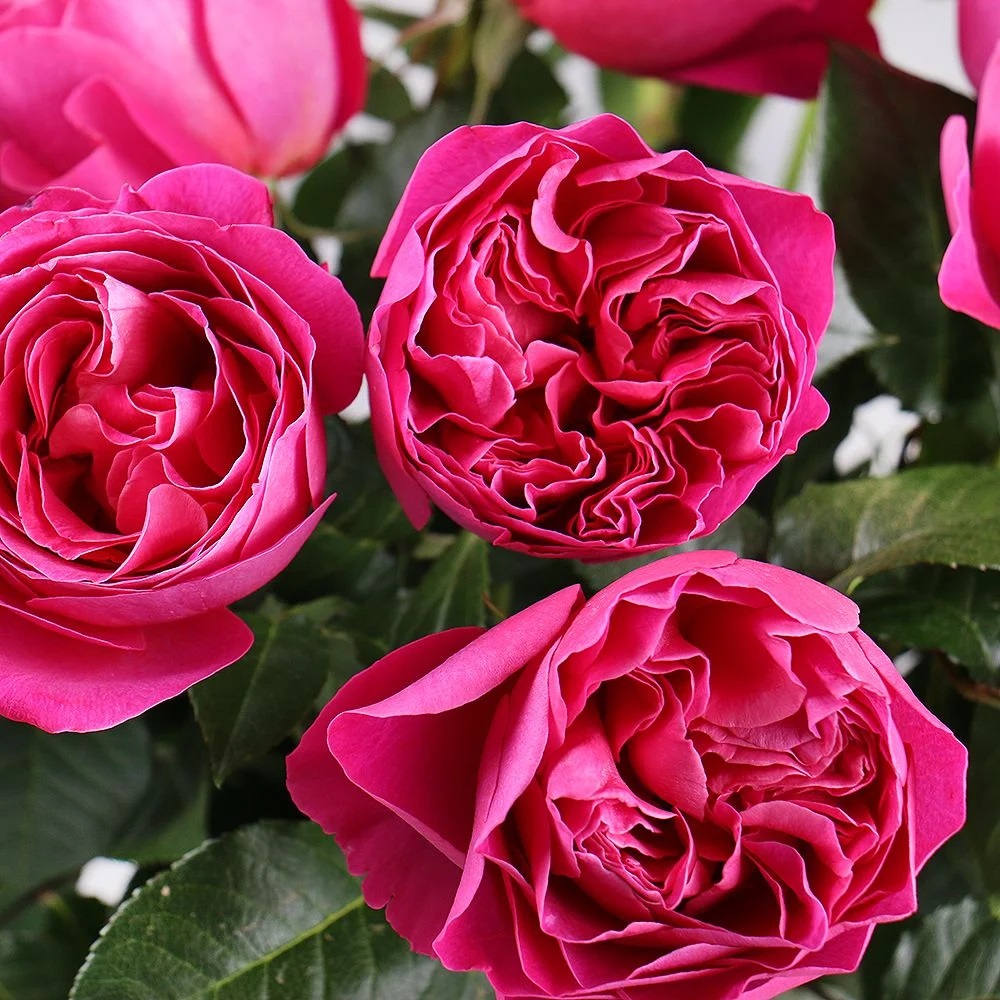 Роза Кейт Английская 1шт /12