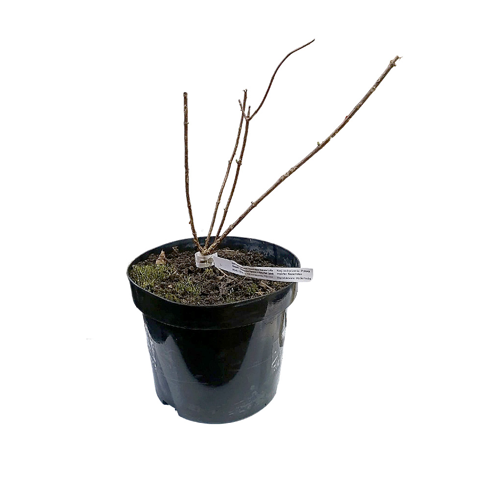 Гортензия метельчатая Фрамбойзен(Самарская Лидия) С5.0  1шт/Hydrangea paniculata Framboisine® Samara Lydia