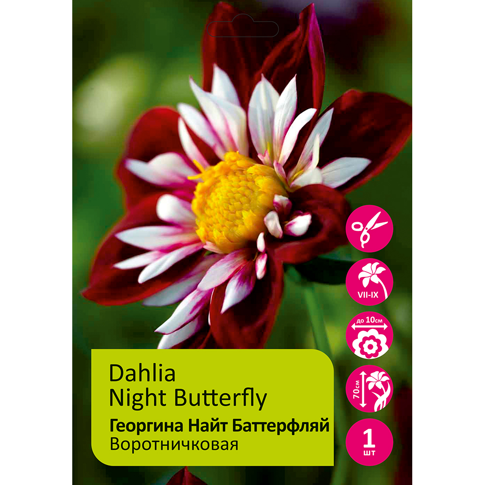 Георгина Найт Баттерфляй 1шт/Dahlia Night Butterfly