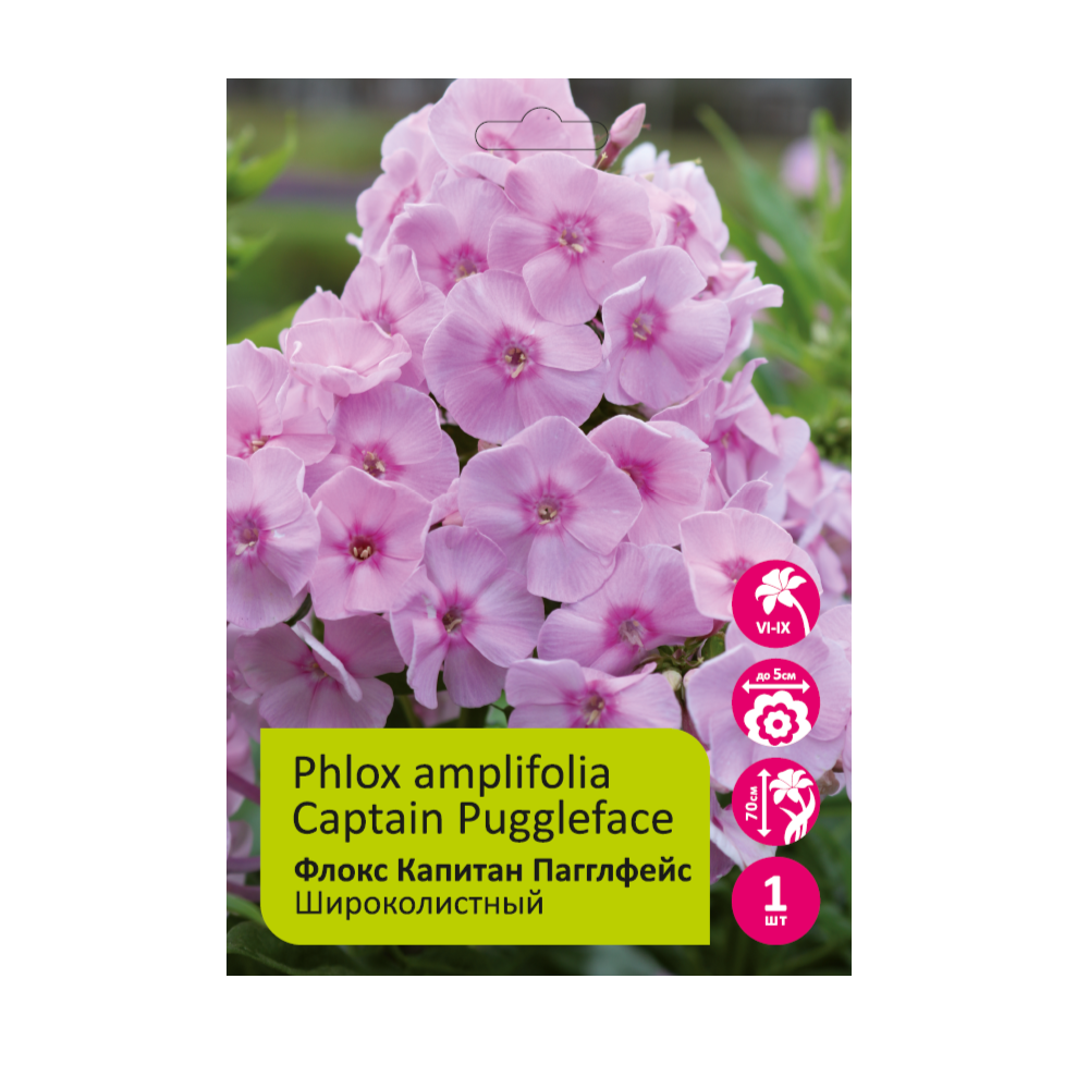 Флокс Капитан Пагглфейс 1шт широколистный /Phlox amplifolia Captain Puggleface