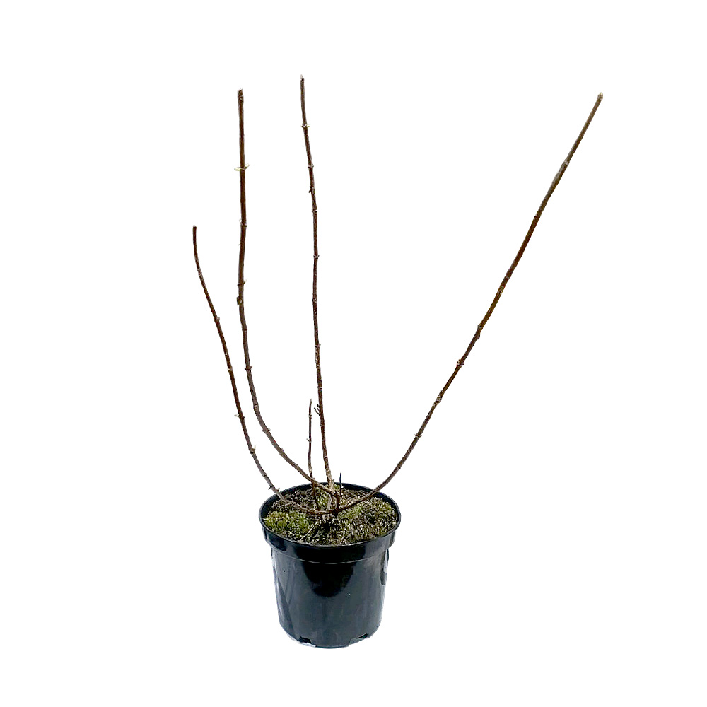 Гортензия метельчатая Фрамбойзен(Самарская Лидия) С2.0  1шт/Hydrangea paniculata Framboisine® Samara Lydia