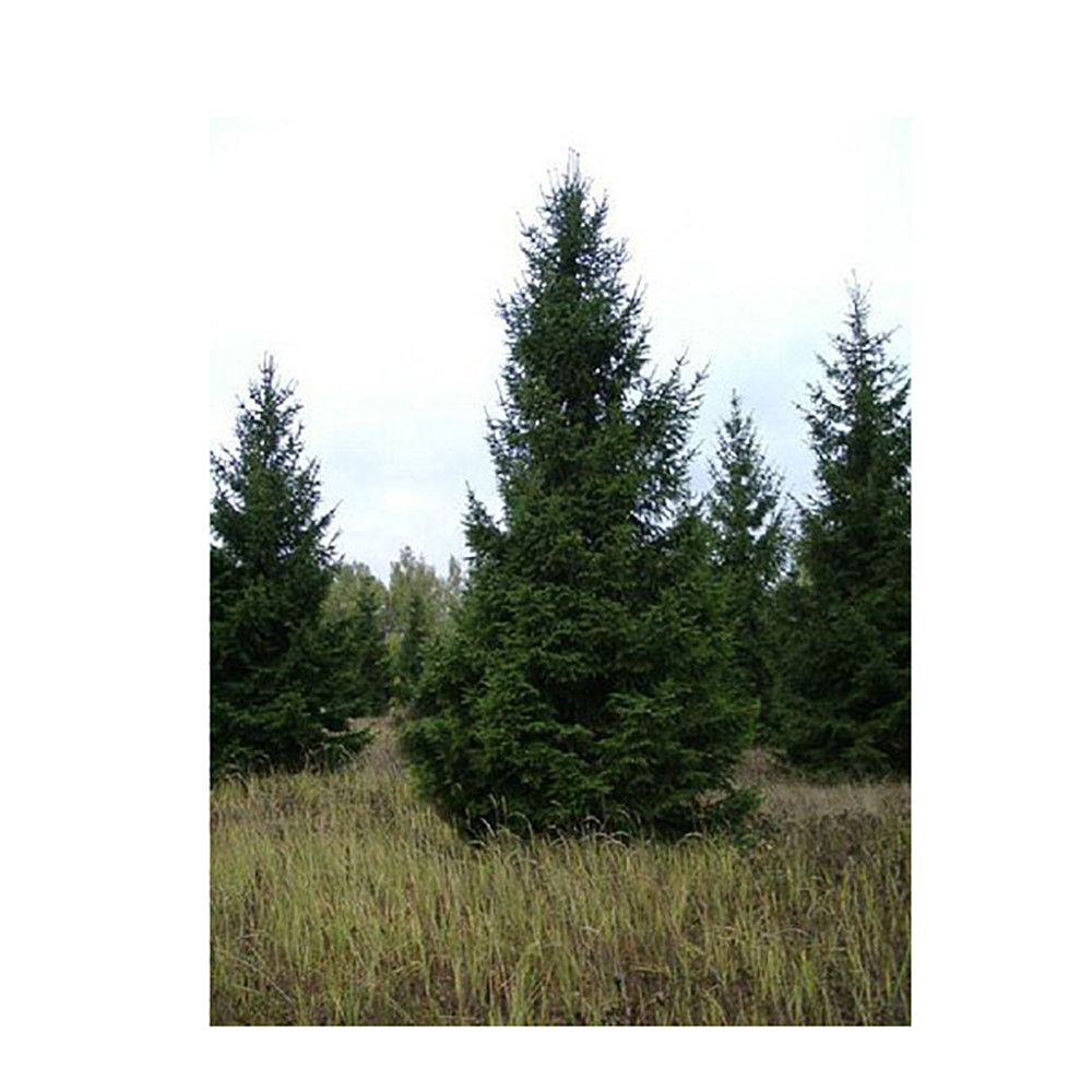 Ель сербская  С2 1шт/Picea omorika