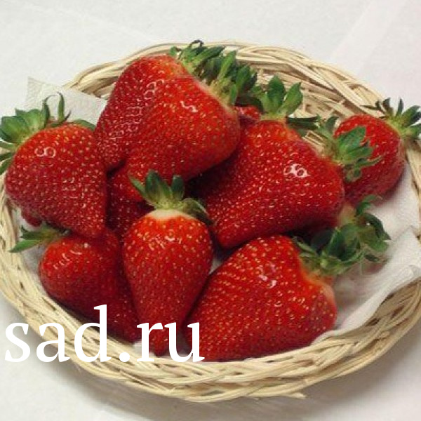 Земляника Азия садовая кассета 6шт