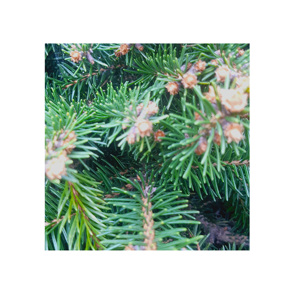 Ель обыкновенная Барри С3 1шт/Picea abies Barryi