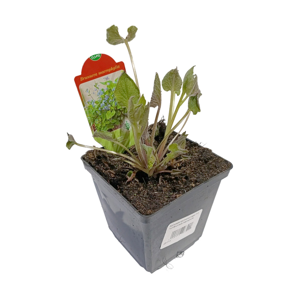 Бруннера крупнолистовая Р13 1шт/Brunnera macrophylla