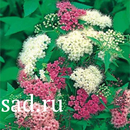 Астильба китайская Милк энд Хани С5 1шт/Astilbe Milk and Honey