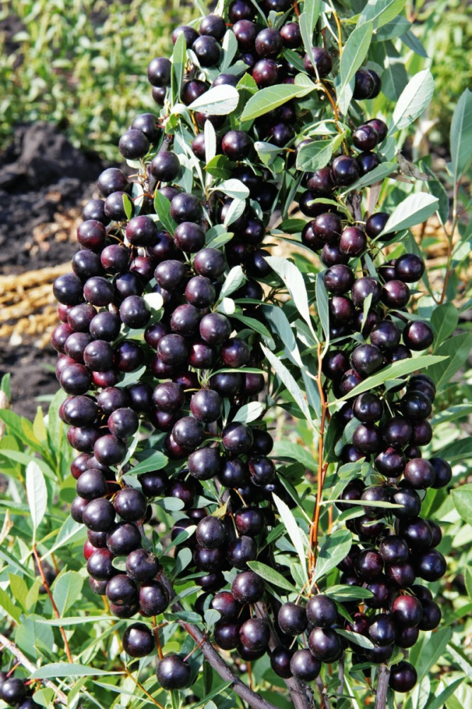 Вишня Булатниковская (подвой семенной) 1 шт