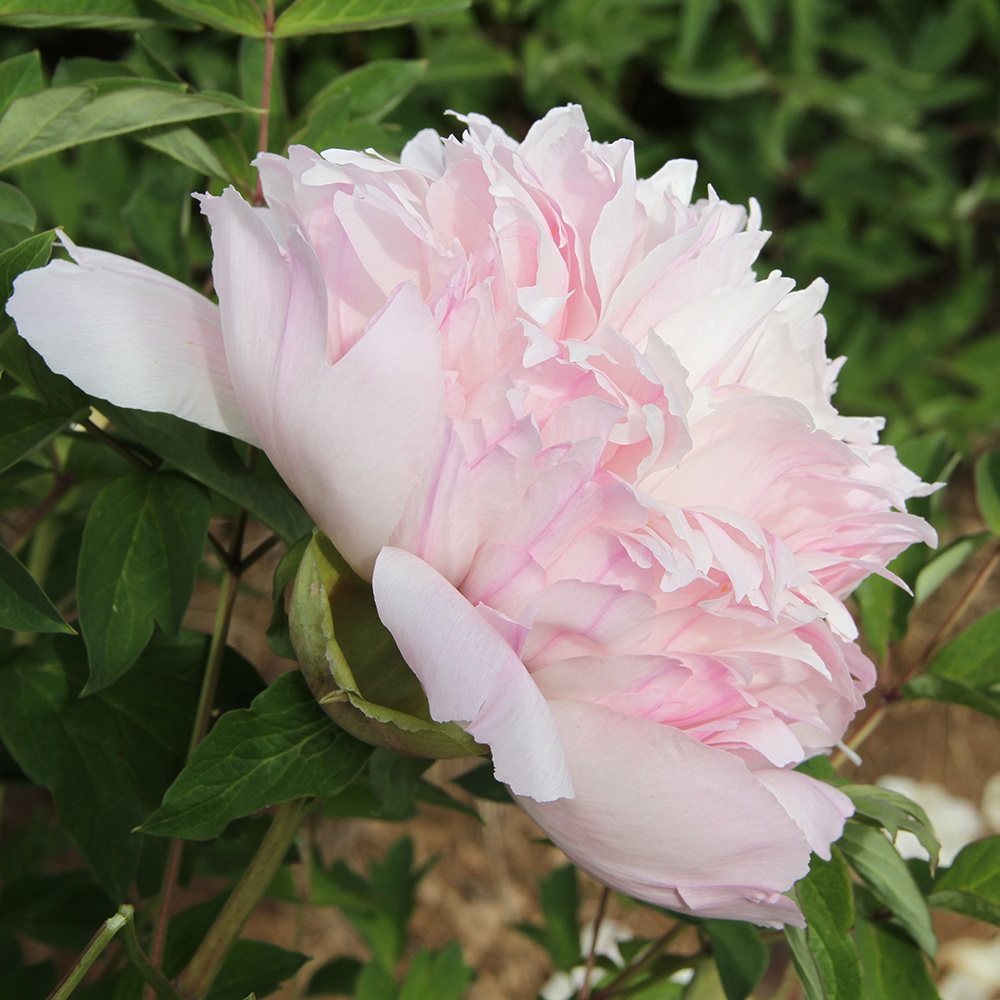 Пион древовидный Алая дива 1шт/Paeonia Hong Xian Nv (Хонг Сиань Нв)